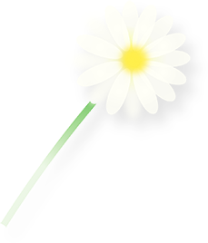 꽃이미지