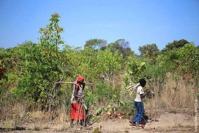 아프리카에서 일을 하고 있는 아동의 모습