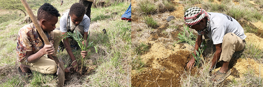 나무를 심는 에티오피아 주민들