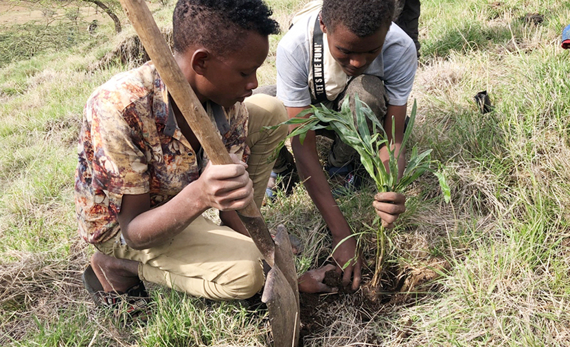 에티오피아에 나무 5만 그루를 심은 사연은?