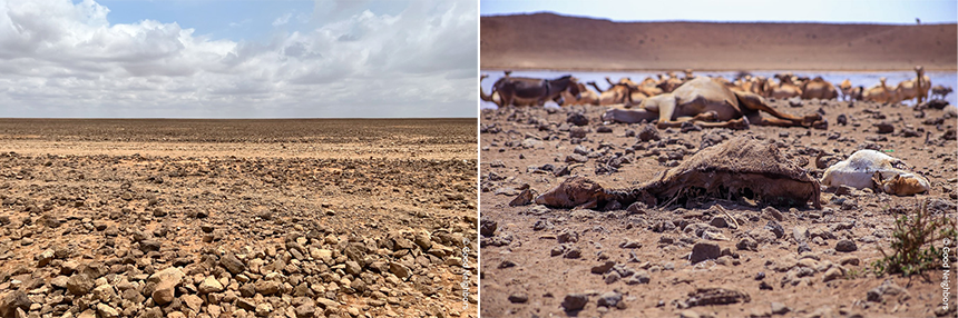 4년째 지속된 가뭄으로 말라버린 케냐 북부 지역의 모습