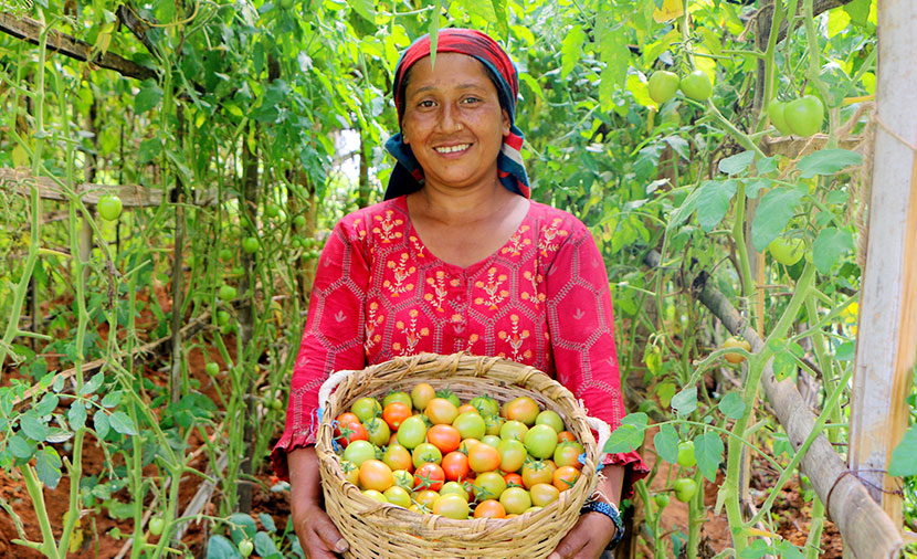 작물이 자라는 것만큼 소득도, 자립심도 쑥쑥! ‘네팔 채소조합’