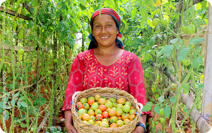 친환경 농업을 통해 재배한 토마토를 들고 있는 네팔 채소조합원