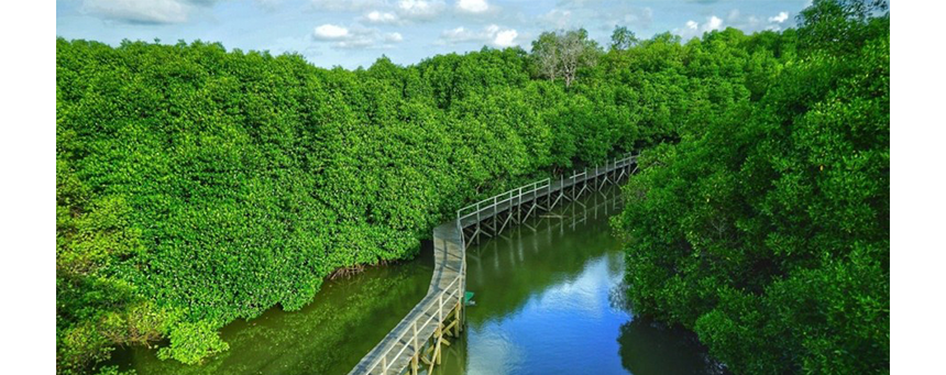 인도네시아 맹그로브 숲 (출처 : World Bank)