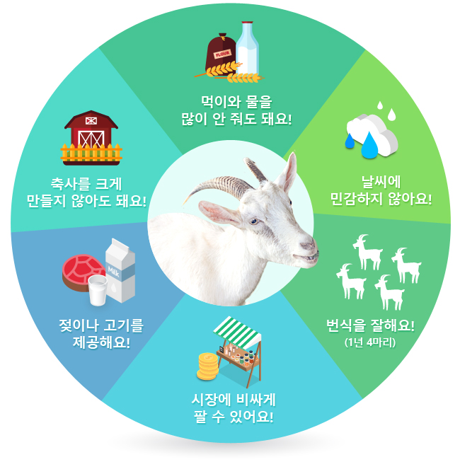 먹이와 물을 많이 안 줘도 돼요!, 날씨에 민감하지 않아요!, 번식을 잘해요!(1년 4마리), 시장에 비싸게 팔 수 있어요!, 젖이나 고기를 제공해요!, 축사를 크게 만들지 않아도 돼요!