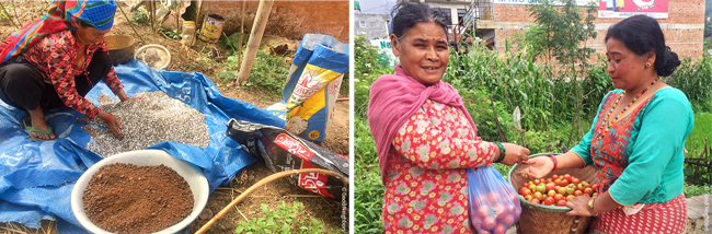 비료를 고르는 모습(좌) 토마토를 수확한 모습(우)