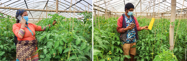 원격으로 토마토 재배기술을 교육받는 조합원들 모습