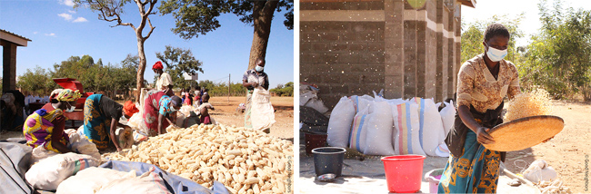옥수수를 수확하고 고르는 작업을 하는 모습 