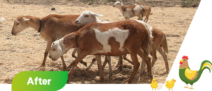 닭, 염소 사진