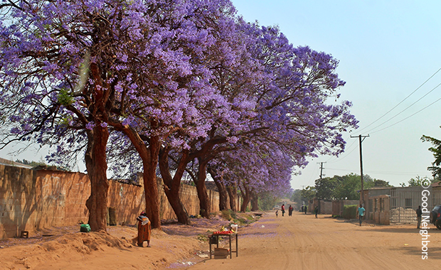 아프리카 벚꽃 사진
